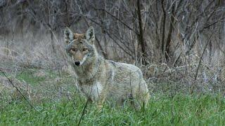 Night Crew S3E6 "A New Years Day Tradition" BEST daytime PREDATOR footage ever captured!