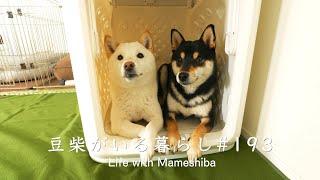 仲が良すぎて困ってます。【豆柴暮らし】