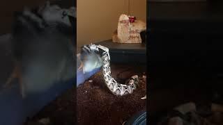 Gaboon Live Feeding Video Graphic Content Highonsnakes Death by venom Africa's Deadly Dozen WAG