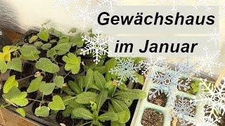 Gewächshaus im Januar - Blumen vorziehen im Winter I 2 jährige Blumen aussäen