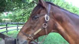 Tribute to Promethia, Alydar's daughter