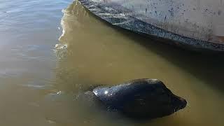 Jukin Media's #3 of 2017: Sea Lion Drags Girl Into Water