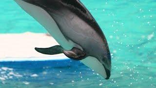 20 Facts about the Pacific White-Sided Dolphin that you didn't know