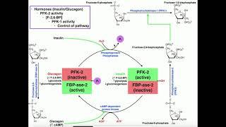 Glycolysis | Regulation of PFK-1/Glycolysis Via PFK-2 Activity