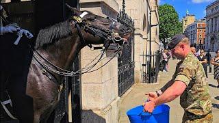 HORSE SMILES AS TROOPER BRINGS WATER on the HOTTEST DAY OF THE YEAR at Horse Guards!