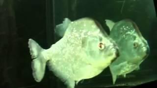 6 different rare piranha species