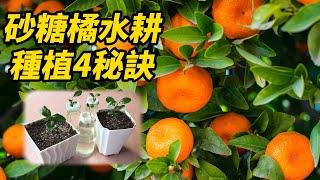 砂糖橘水耕種植4秘訣 | 4 tips for growing sugar oranges hydroponically