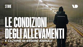 Essere Animali: le condizioni degli allevamenti