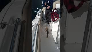 Devinator VS Sea Lion