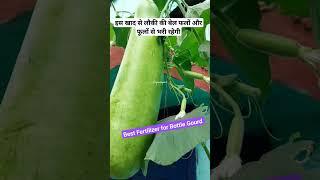 लौकी की बेल से ज्यादा फल और फूल पाने के लिए दें ये खाद । Bottle gourd care and Fertilizer tips