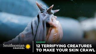 12 Terrifying Creatures To Make Your Skin Crawl | Smithsonian Channel