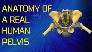 Anatomy & Function of a REAL HUMAN PELVIS and Sacroiliac joint - Truly Amazing!