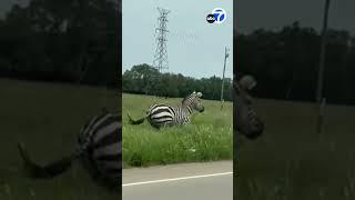 Runaway pet zebra captured in Tennessee, airlifted home