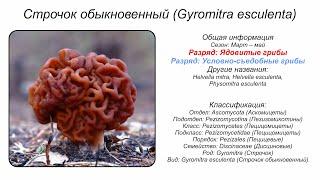 Строчок обыкновенный (Gyromitra esculenta)