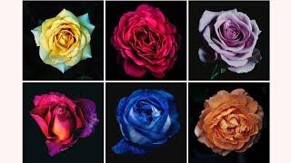 The Rose You Pick Will Reveal Your True Personality