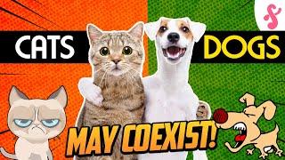 ️How to Introduce Cats and Dogs | Furry Feline Facts