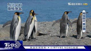 全球暖化！海冰消退  恐危及企鵝生態｜融化中的南極淨土｜TVBS新聞 @TVBSNEWS01