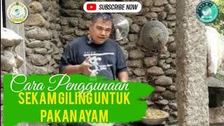 CARA MENGGUNAKAN SEKAM GILING UNTUK PAKAN AYAM KAMPUNG KUB JOPER DAN SEMUA AYAM KAMPUNG LAINNYA