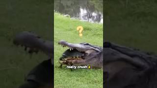 Can Crocodiles Break Turtle Shells  #animalfacts #crocodile #turtlefacts