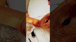 не удобно снимать в поезде-_- #прикол #бибизяны #мем #блоптоп #миша #попугай #гусь #блоп #актив
