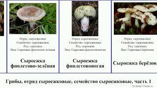 Грибы, отряд сыроежковые, семейство сыроежковые, часть 2 сыроежка fungus золотисто-жёлтая Fuse