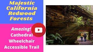 Wheelchair Accessible Redwood National Forest Trail