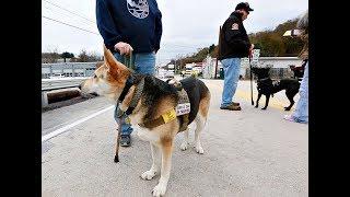 171114 Dog TAGS helps veterans