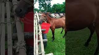 So cute Red Horse  | Horse Market Sylhet Hat Bangladesh Bipul Agro BD 2022