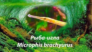 Рыба-игла | Microphis brachyurus | новинка 2022