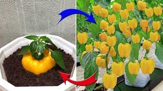 This farmer's TECHNOLOGY for breeding plants from FRUIT is AMAZING | Relax Garden