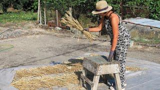 MASSA FRESCA COM TRIGO DO CAMPO VIDA RURAL(ASMR)