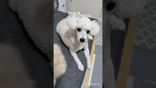 울애기 아픔 | 강아지급성췌장염 | 빨리 낫길~!!!! | #푸들