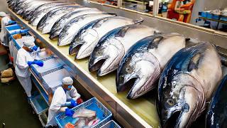 How Tuna Fish Is Caught & Turned into Canned Tuna | Behind the Scenes of Tuna Processing