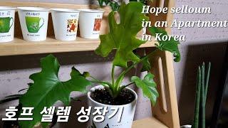 호프 셀렘 성장기 Hope selloum in an Apartment in Korea