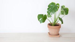 Plant Care Basics With The Plant Doctor