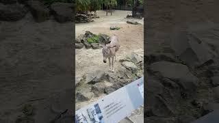 African Wild Ass in Taipei Zoo