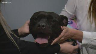 Pam excited to be live on WHAS11 during Giveathon; Here's how to help animals just like her