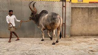 BAHUBALI KANKREJ OX PAIR | ARHAAN DAIRY FARM | KOLKATA COW 2025