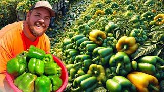 How A 6th-Generation American Farmer Harvests Millions Of Pounds Of Fruits And Vegetables