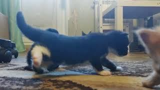 наши новые котятки ‍⬛