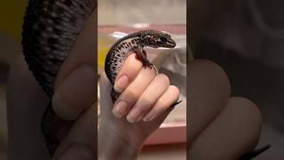 #animals #foryou #viral #leopardgecko #blacknight #rare #popular #expensive