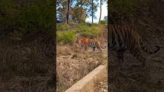 #TheRoyalWalk TIGER #TIGER #PANNA #VSC @kshamaa @chowdhurysanjeev @inmyframes