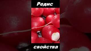 Редис, овощ, питательные вещества #shorts