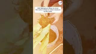 A Guide to Mounting Staghorn Ferns   #divineblossomsorchidboutique #orchids #orchidlove #orchids