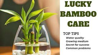 How to prevent lucky bamboo turning yellow in water (LUCKY BAMBOO IN WATER GROW & CARE TIPS)