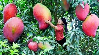 How to Harvest Pink Mango, Goes To The Market Sell - Harvesting and Cooking | Tieu Vy Daily Life