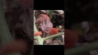 Red spider mites | up close! #shorts