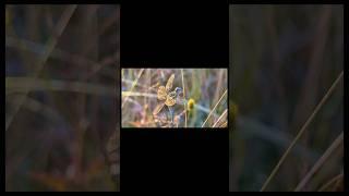 Dragonfly photographed while sunset #dragonfly #insects #naturecalls #trending #nature #shorts