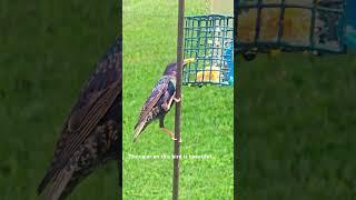 #birds#feeding #nature