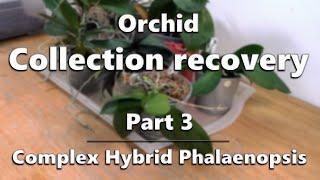 Orchid Collection Recovery - Part 3: Complex Hybrid Phalaenopsis